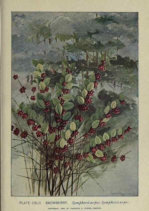 Reproducción/Reproduction 8435975290: A guide to the trees;. New YorkF.A. Stokes[c1900]