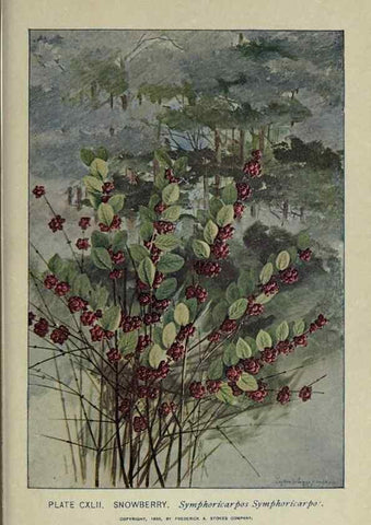 Reproducción/Reproduction 8435975290: A guide to the trees;. New YorkF.A. Stokes[c1900]