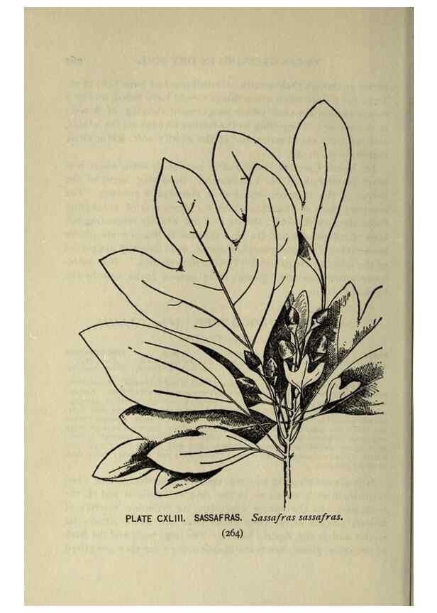 Reproducción/Reproduction 8434891969: A guide to the trees;. New YorkF.A. Stokes[c1900]