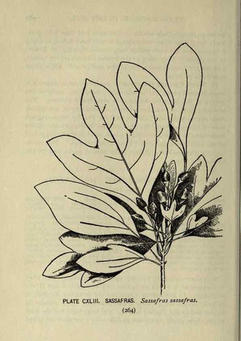 Reproducción/Reproduction 8434891969: A guide to the trees;. New YorkF.A. Stokes[c1900]