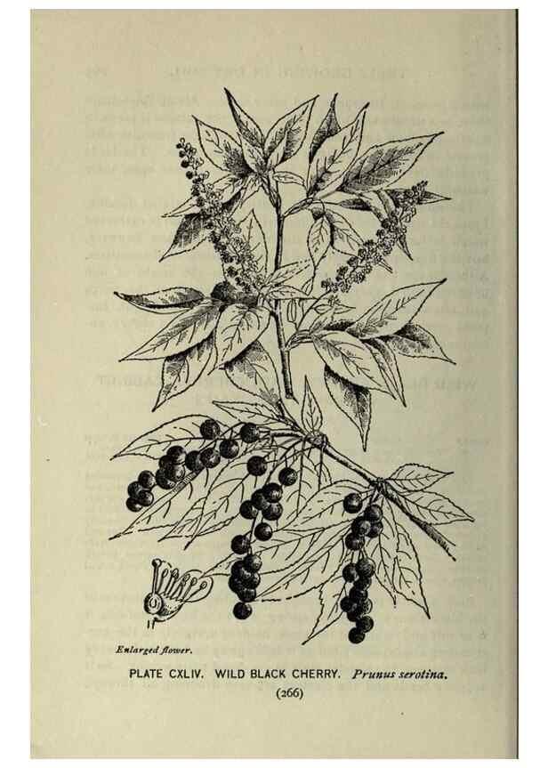 Reproducción/Reproduction 8435977590: A guide to the trees;. New YorkF.A. Stokes[c1900]