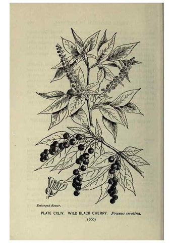 Reproducción/Reproduction 8435977590: A guide to the trees;. New YorkF.A. Stokes[c1900]