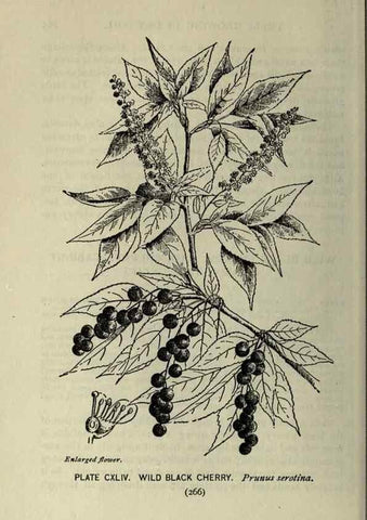 Reproducción/Reproduction 8435977590: A guide to the trees;. New YorkF.A. Stokes[c1900]