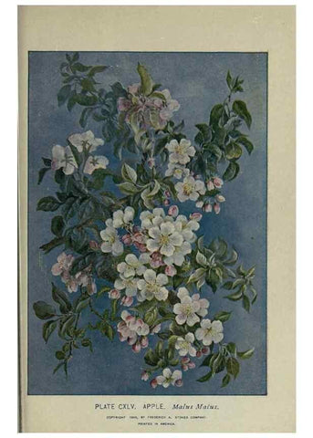 Reproducción/Reproduction 8434893955: A guide to the trees;. New YorkF.A. Stokes[c1900]