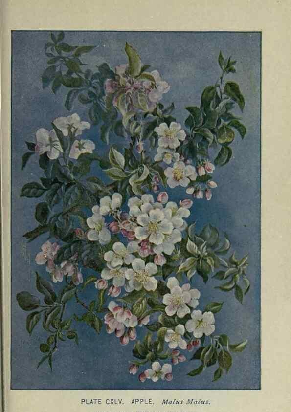 Reproducción/Reproduction 8434893955: A guide to the trees;. New YorkF.A. Stokes[c1900]