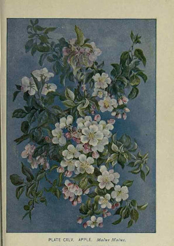 Reproducción/Reproduction 8434893955: A guide to the trees;. New YorkF.A. Stokes[c1900]