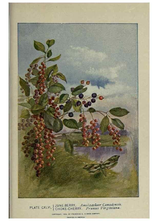 Reproducción/Reproduction 8435979626: A guide to the trees;. New YorkF.A. Stokes[c1900]