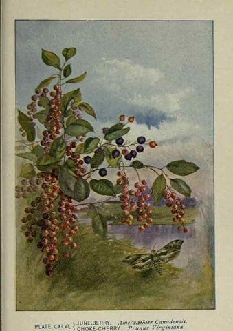 Reproducción/Reproduction 8435979626: A guide to the trees;. New YorkF.A. Stokes[c1900]