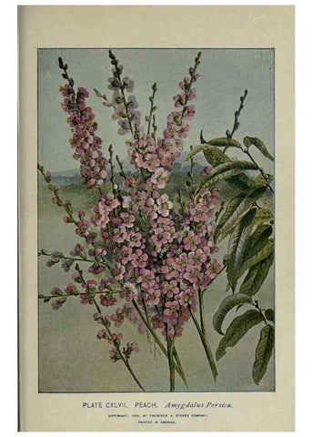 Reproducción/Reproduction 8434896213: A guide to the trees;. New YorkF.A. Stokes[c1900]