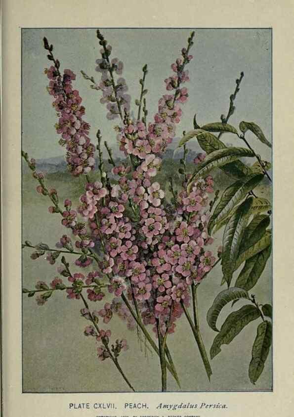Reproducción/Reproduction 8434896213: A guide to the trees;. New YorkF.A. Stokes[c1900]
