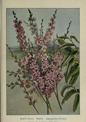 Reproducción/Reproduction 8434896213: A guide to the trees;. New YorkF.A. Stokes[c1900]