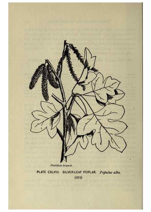 Reproducción/Reproduction 8434896571: A guide to the trees;. New YorkF.A. Stokes[c1900]