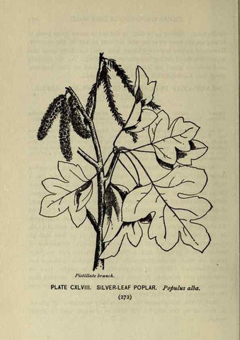 Reproducción/Reproduction 8434896571: A guide to the trees;. New YorkF.A. Stokes[c1900]