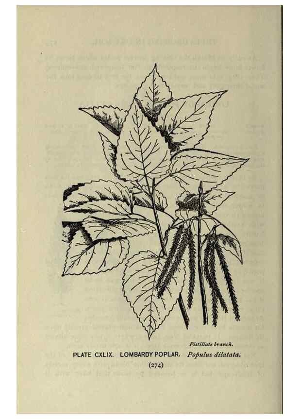 Reproducción/Reproduction 8434896997: A guide to the trees;. New YorkF.A. Stokes[c1900]