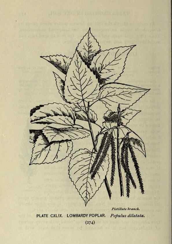 Reproducción/Reproduction 8434896997: A guide to the trees;. New YorkF.A. Stokes[c1900]