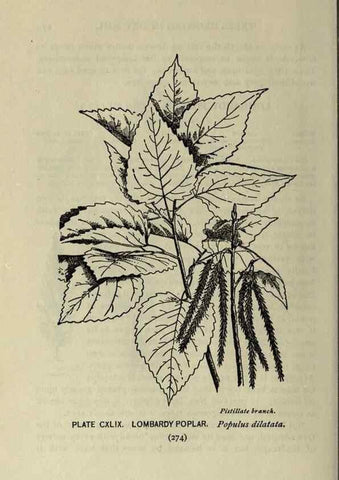 Reproducción/Reproduction 8434896997: A guide to the trees;. New YorkF.A. Stokes[c1900]