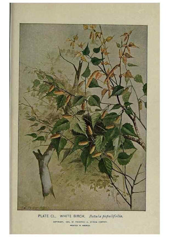 Reproducción/Reproduction 8434897585: A guide to the trees;. New YorkF.A. Stokes[c1900]