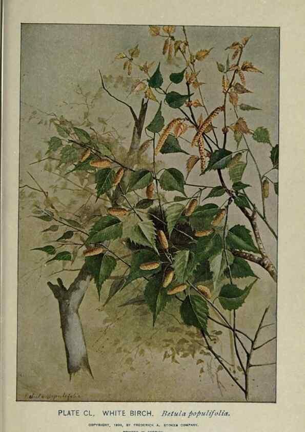 Reproducción/Reproduction 8434897585: A guide to the trees;. New YorkF.A. Stokes[c1900]