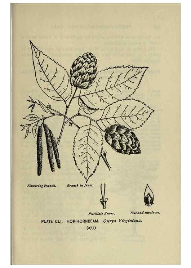 Reproducción/Reproduction 8434898377: A guide to the trees;. New YorkF.A. Stokes[c1900]