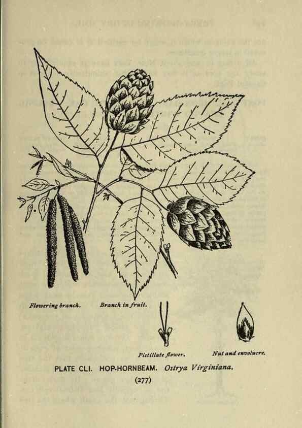 Reproducción/Reproduction 8434898377: A guide to the trees;. New YorkF.A. Stokes[c1900]