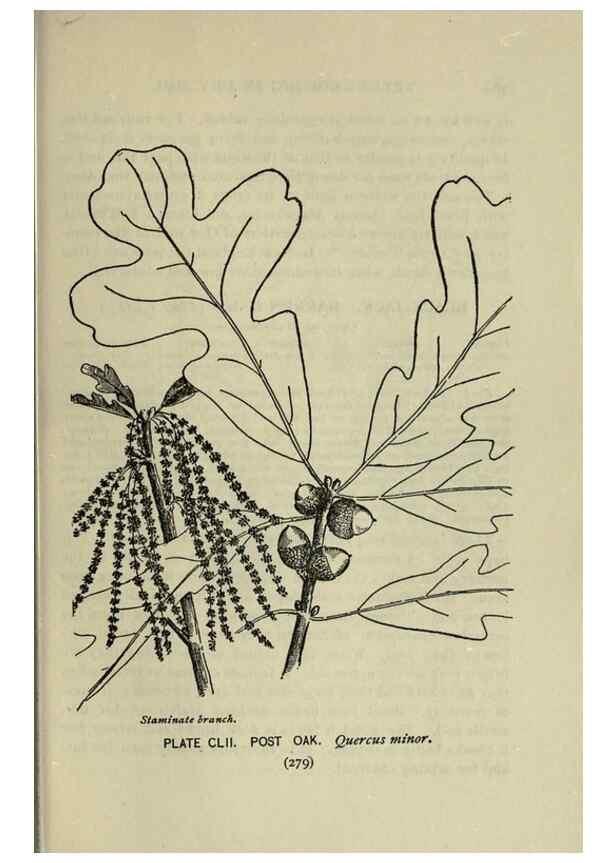 Reproducción/Reproduction 8435983752: A guide to the trees;. New YorkF.A. Stokes[c1900]