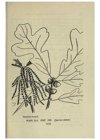 Reproducción/Reproduction 8435983752: A guide to the trees;. New YorkF.A. Stokes[c1900]
