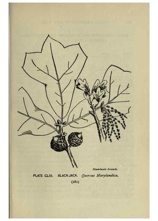 Reproducción/Reproduction 8435984556: A guide to the trees;. New YorkF.A. Stokes[c1900]