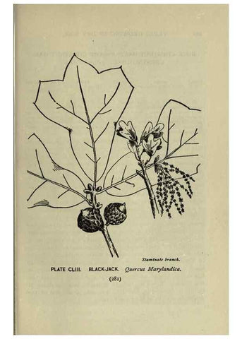 Reproducción/Reproduction 8435984556: A guide to the trees;. New YorkF.A. Stokes[c1900]
