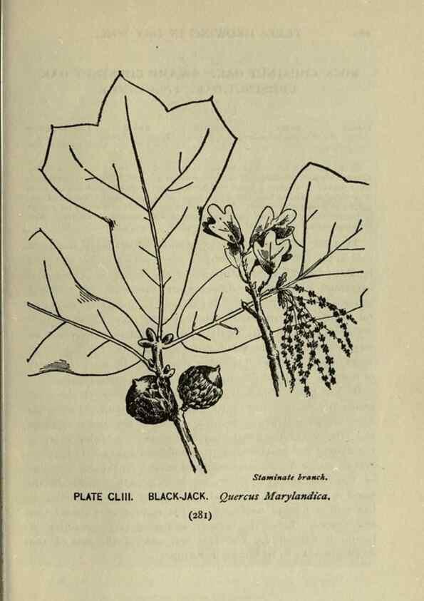Reproducción/Reproduction 8435984556: A guide to the trees;. New YorkF.A. Stokes[c1900]