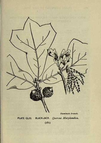 Reproducción/Reproduction 8435984556: A guide to the trees;. New YorkF.A. Stokes[c1900]