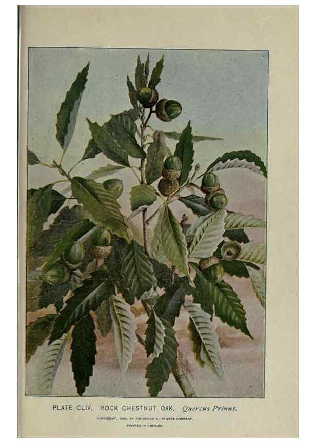 Reproducción/Reproduction 8435985116: A guide to the trees;. New YorkF.A. Stokes[c1900]
