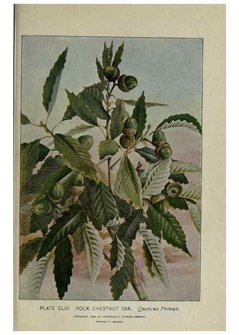 Reproducción/Reproduction 8435985116: A guide to the trees;. New YorkF.A. Stokes[c1900]