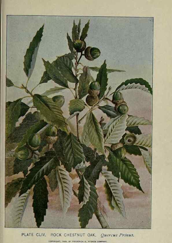 Reproducción/Reproduction 8435985116: A guide to the trees;. New YorkF.A. Stokes[c1900]