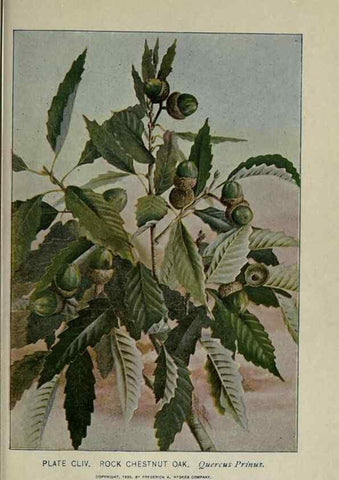 Reproducción/Reproduction 8435985116: A guide to the trees;. New YorkF.A. Stokes[c1900]