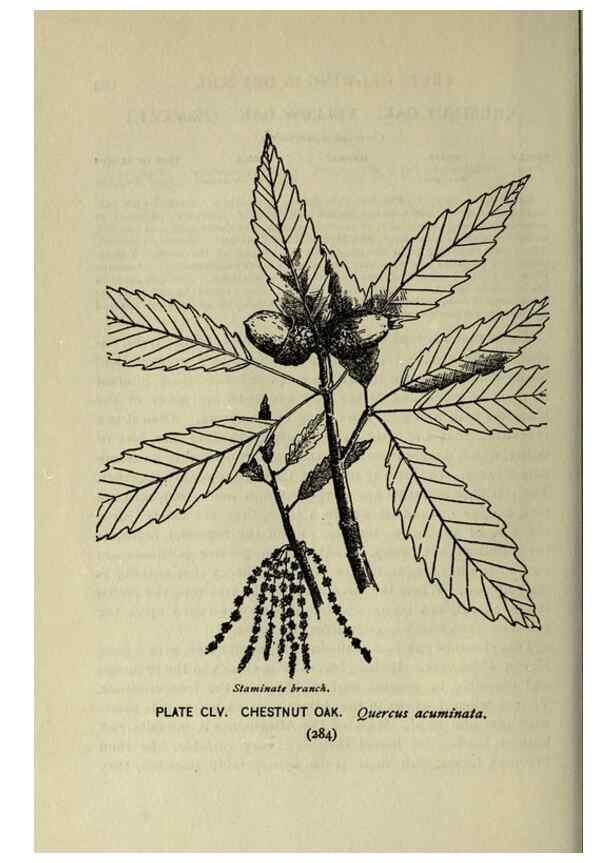 Reproducción/Reproduction 8434900741: A guide to the trees;. New YorkF.A. Stokes[c1900]