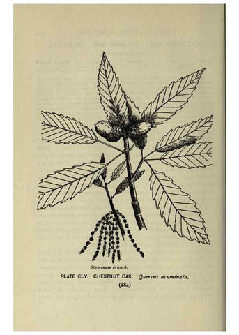 Reproducción/Reproduction 8434900741: A guide to the trees;. New YorkF.A. Stokes[c1900]