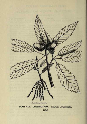 Reproducción/Reproduction 8434900741: A guide to the trees;. New YorkF.A. Stokes[c1900]