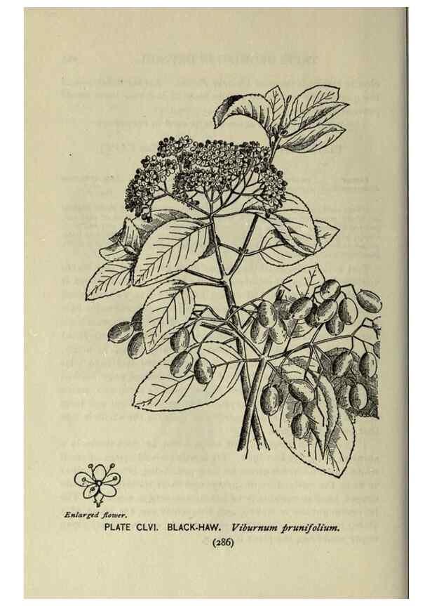 Reproducción/Reproduction 8435985842: A guide to the trees;. New YorkF.A. Stokes[c1900]