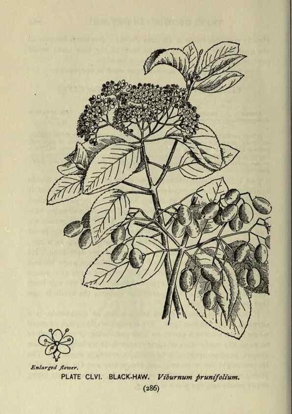 Reproducción/Reproduction 8435985842: A guide to the trees;. New YorkF.A. Stokes[c1900]