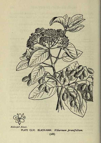 Reproducción/Reproduction 8435985842: A guide to the trees;. New YorkF.A. Stokes[c1900]