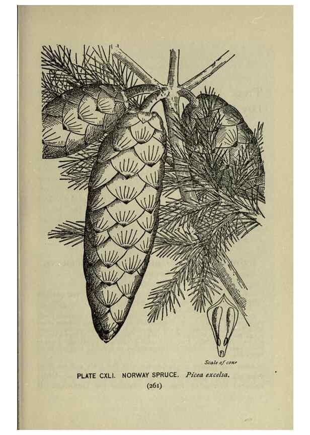Reproducción/Reproduction 8435974436: A guide to the trees;. New YorkF.A. Stokes[c1900]
