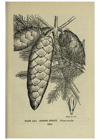 Reproducción/Reproduction 8435974436: A guide to the trees;. New YorkF.A. Stokes[c1900]