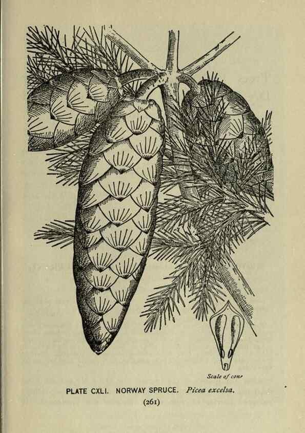 Reproducción/Reproduction 8435974436: A guide to the trees;. New YorkF.A. Stokes[c1900]