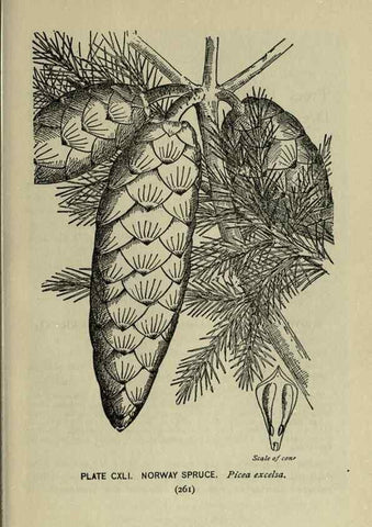 Reproducción/Reproduction 8435974436: A guide to the trees;. New YorkF.A. Stokes[c1900]