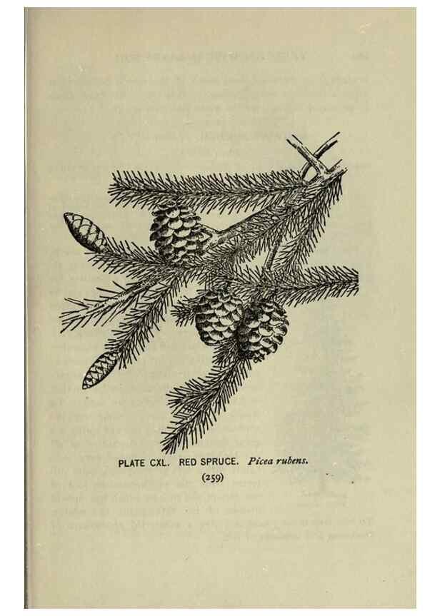 Reproducción/Reproduction 8434889089: A guide to the trees;. New YorkF.A. Stokes[c1900]