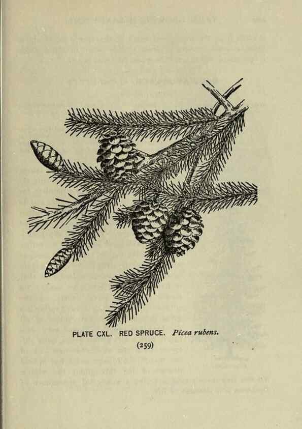 Reproducción/Reproduction 8434889089: A guide to the trees;. New YorkF.A. Stokes[c1900]