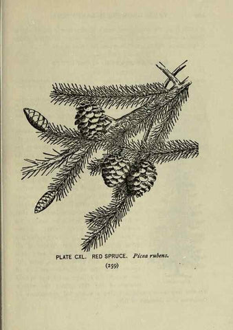 Reproducción/Reproduction 8434889089: A guide to the trees;. New YorkF.A. Stokes[c1900]