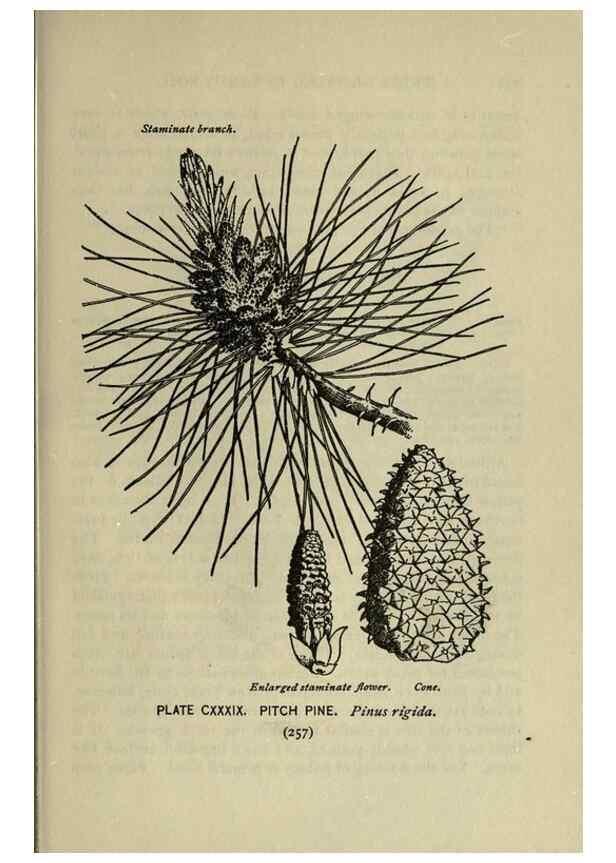 Reproducción/Reproduction 8434888349: A guide to the trees;. New YorkF.A. Stokes[c1900]