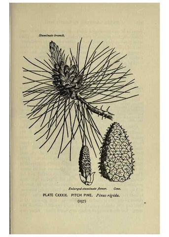 Reproducción/Reproduction 8434888349: A guide to the trees;. New YorkF.A. Stokes[c1900]