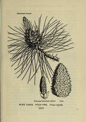 Reproducción/Reproduction 8434888349: A guide to the trees;. New YorkF.A. Stokes[c1900]